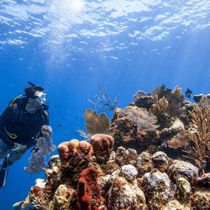 Basic Scuba Diver