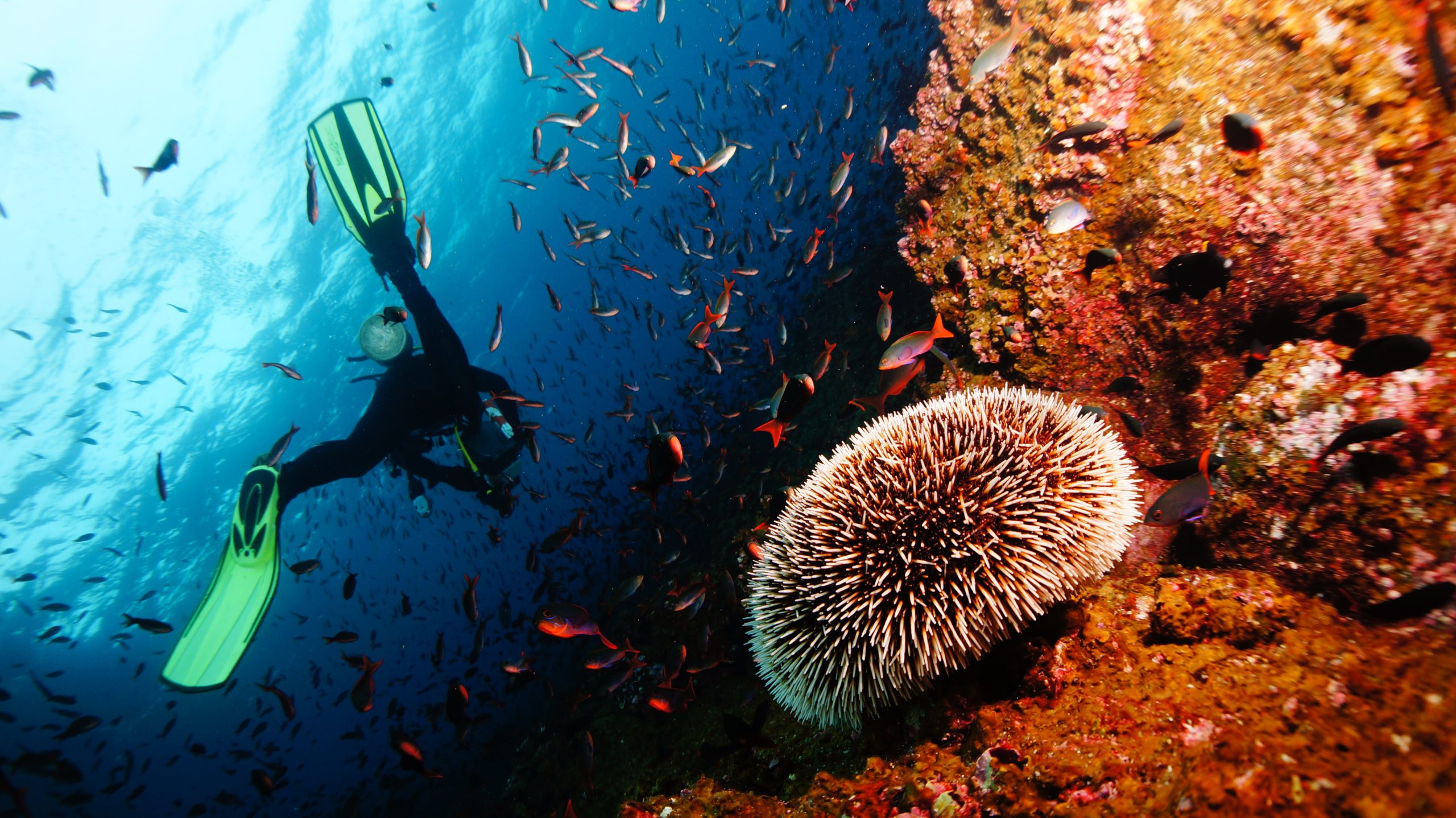The adventure of scuba diving