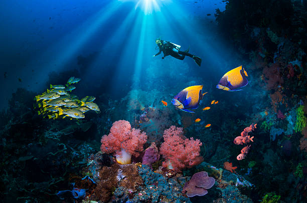 Suggestable Dive sites in dubai
