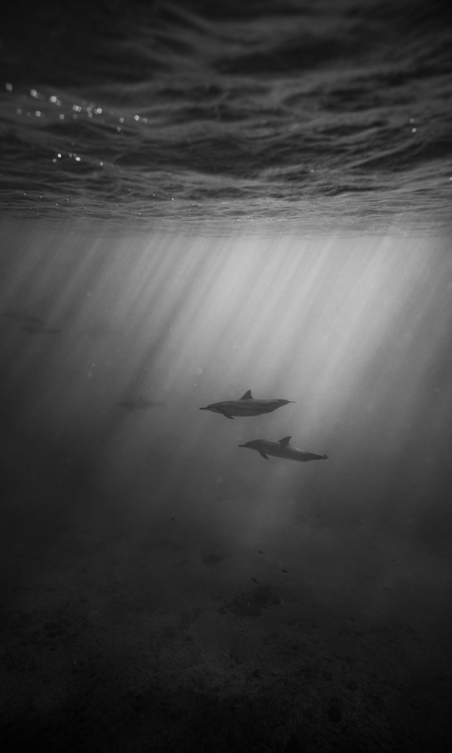 Scuba diving fears