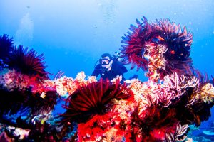 PADI Discover Local Diving Program