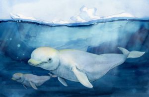 The white whale