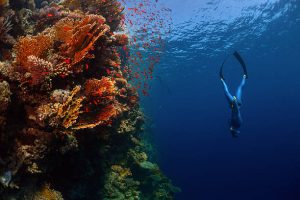 A freediver