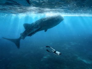Freediving
