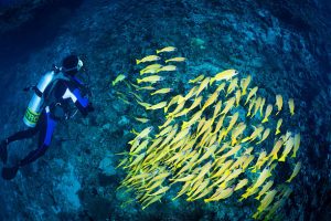A scuba diver with a huge number of fish