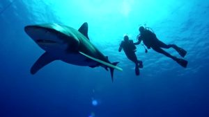 How to overcome your fear of sharks