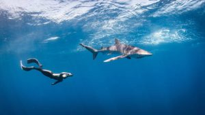 A scuba diver practicing scuba diving with sharks