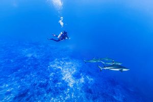Liveaboard destinations for shark diving