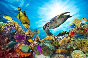 Marine life at altitude diving