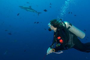 A scuba diving with sharks
