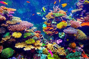 Fascinating marine life underwater
