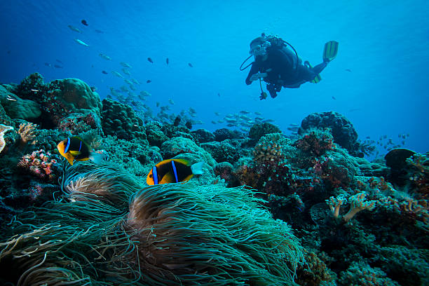 Face your fears in scuba diving