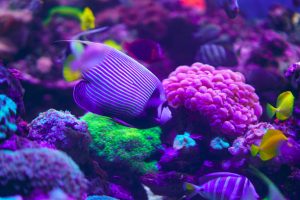 Rare marine life underwater
