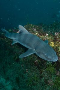 Bluntnose Sixgill SharkÂ