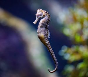 A seahorse underwater