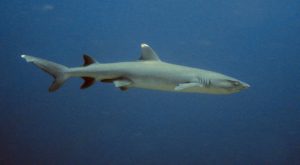 Bigeye thresher shark