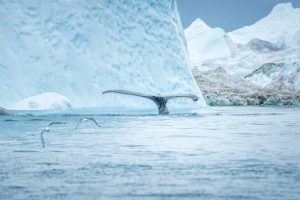 Cold marine life