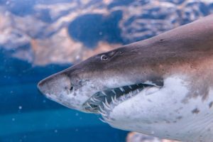 A shark up close