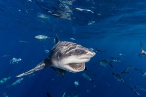 A shark