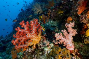 The tiny species of coral reefs