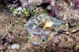 A blue-ringed octopus underwater