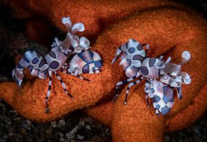 A harlequin shrimp underwater
