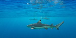 Important FAQs about Sharks