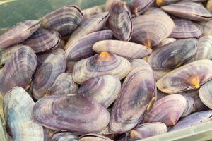 Sea shells