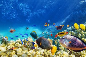 Marine animals