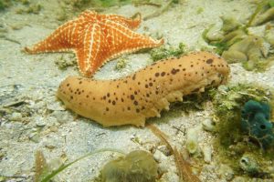 Facts about echinoderms