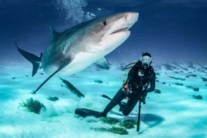 A scuba diver near a shark underwater