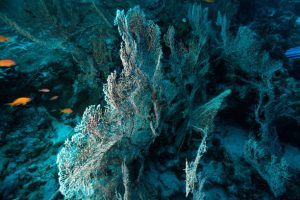 Fascinating coral reefs