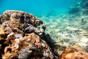 Types of stony corals