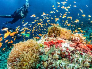 The Elements of a Great Scuba Experience
