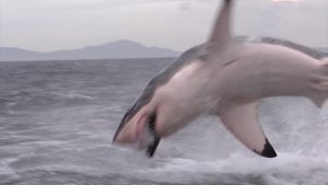 a shark while hunting a fish