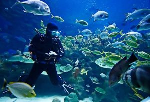 Visiting aquariums you can dive in across America