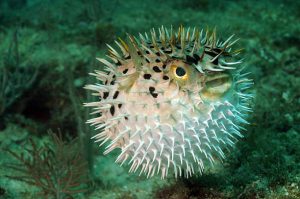 One of the defense mechanisms of marine animals "pufferfish"