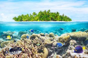 The marine life in the maldives