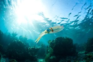 Squid underwater