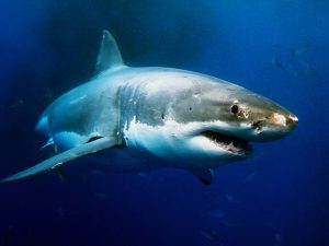 the crucial role of sharks
