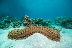 Sea cucumber