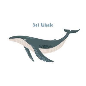 Sei Whale