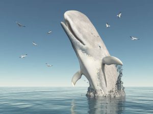 sperm whale