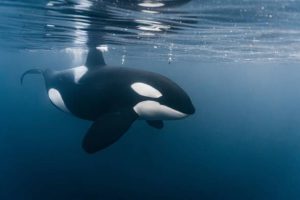 a killer whale