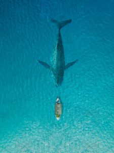 Largest Whales in the Gulf of Mexico