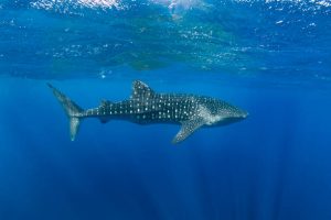 Whale Shark