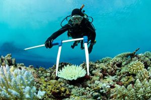 a marine biologist