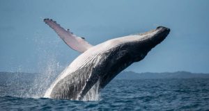 Humpback whale