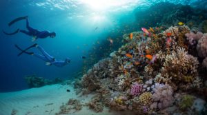 freediving techniques