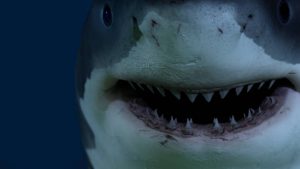 a shark